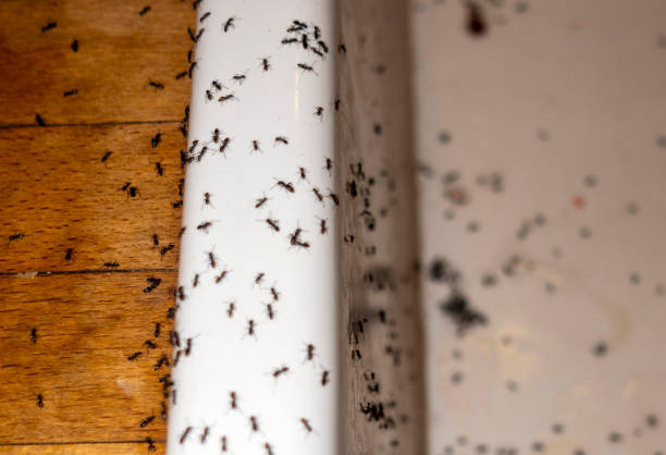 Best Termite Control Services  in Linden, AZ