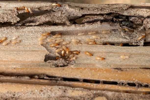 Professional Pest Control in Linden, AZ