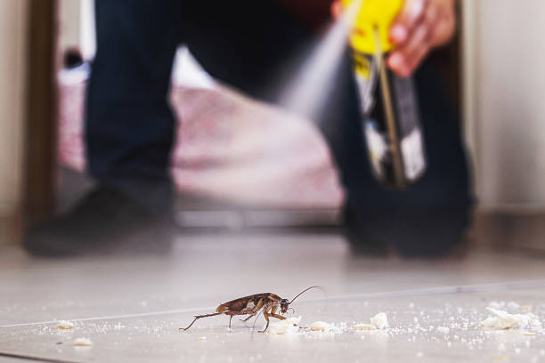 Best Rat Extermination Near Me  in Linden, AZ