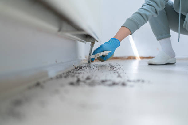 Best Spider Control Near Me  in Linden, AZ